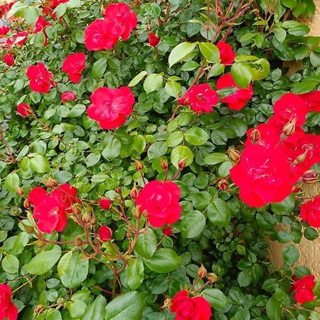 La Maison Des Roses Chadrac Bagian luar foto
